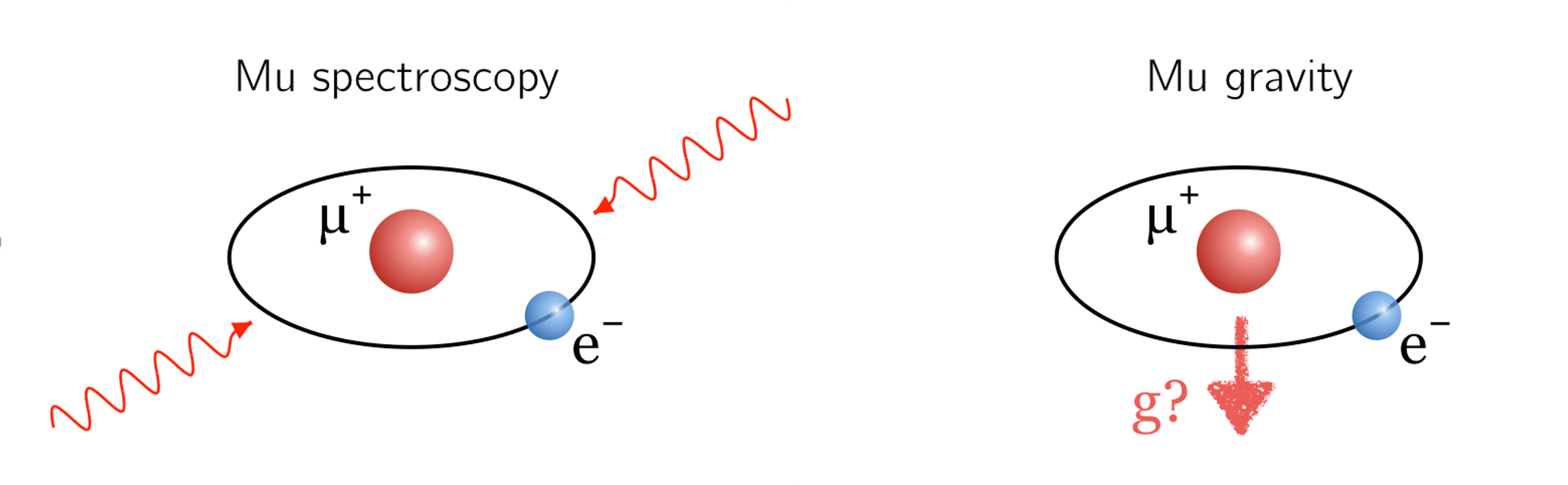 Two muonium atoms made of an antimuon as the nucleus and an electron.